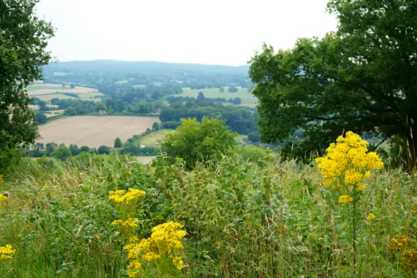 Fields in Surrey